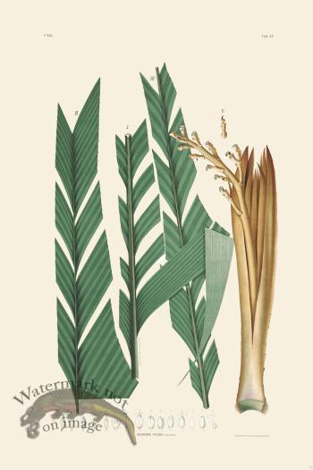 Rodrigues Palm Front 015